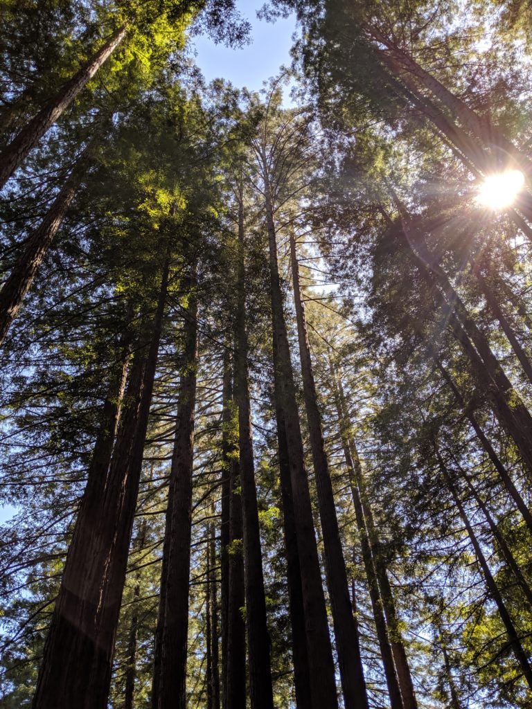 A photograph of redwood trees taken from a low angle
