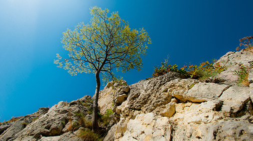 tree on rocks