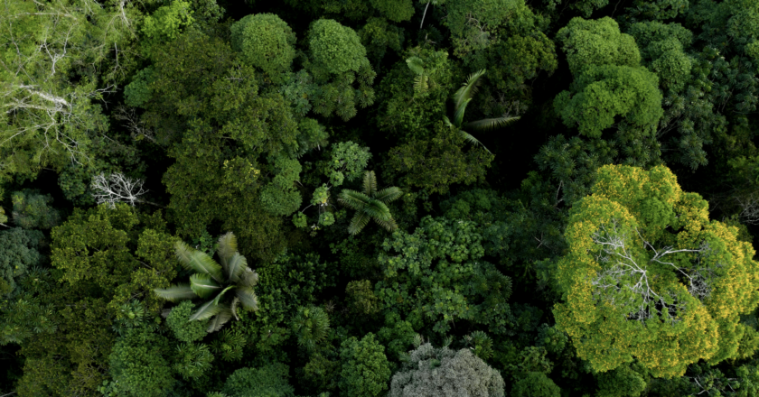 minres biodiversity